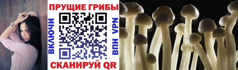 Галлюциногенные грибы Cubensis  omg ссылки  Советский 